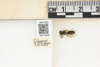 Media type: image;   Entomology 773940 Aspect: Labels